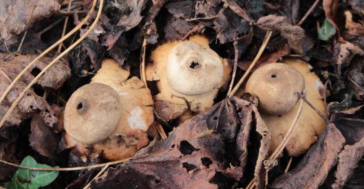 151208 earthstar (1)