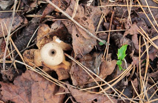 151208 earthstar (2)