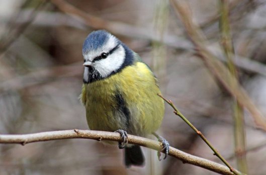 151209 blue tit (1)
