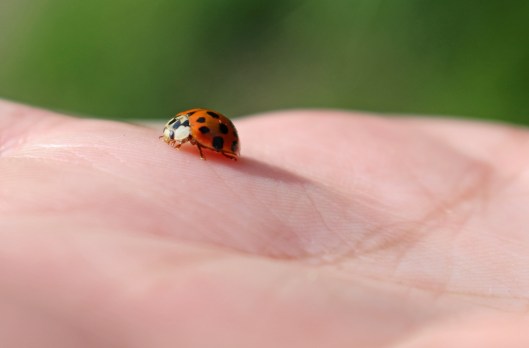 151212 ladybird harlequin (1)