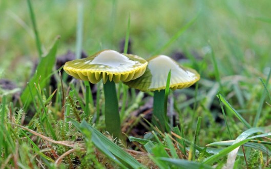 151214 parrot waxcap (1)