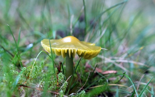 151214 parrot waxcap (2)