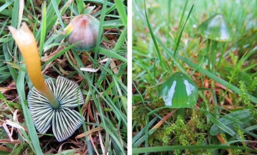 151214 parrot waxcap (3)