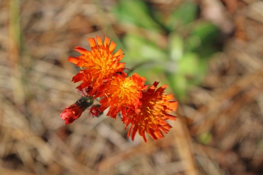 151216 Pilosella aurantiaca Orange hawkweed aka fox and cubs