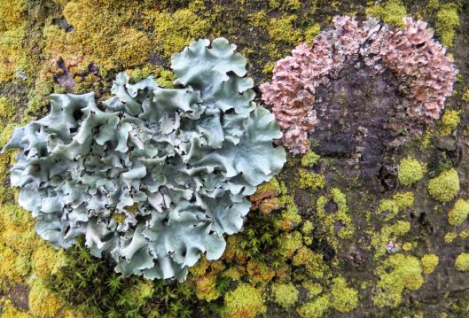 151217 lichen on copper beech (2)