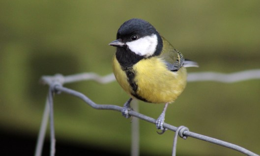 151219 great tit (3)
