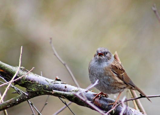 151222 dunnock (3)