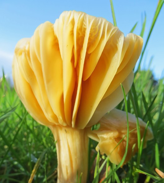 151231 meadow waxcap (1)