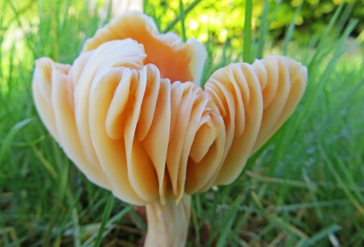 151231 meadow waxcap (2)