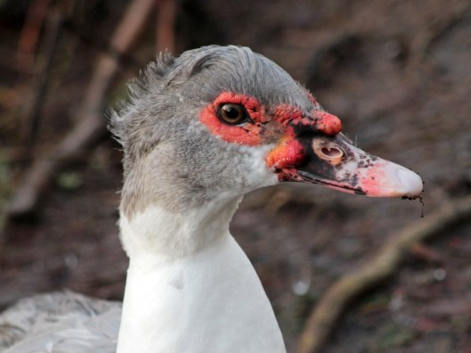 151231 muscovy 1