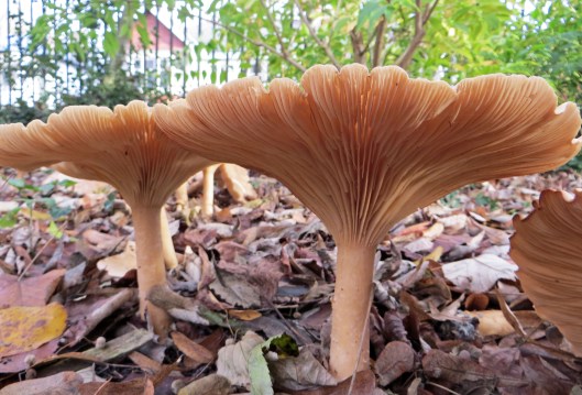 Clitocybe geotropa Trooping Funnel (5)