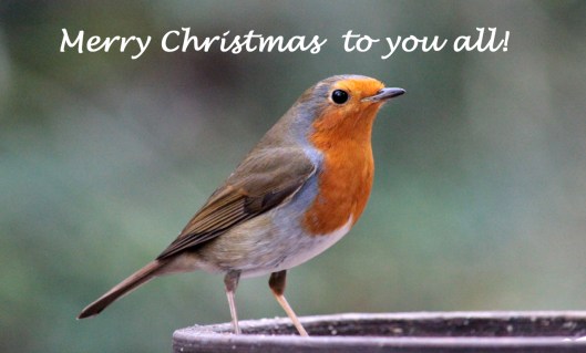 Xmas robin tw