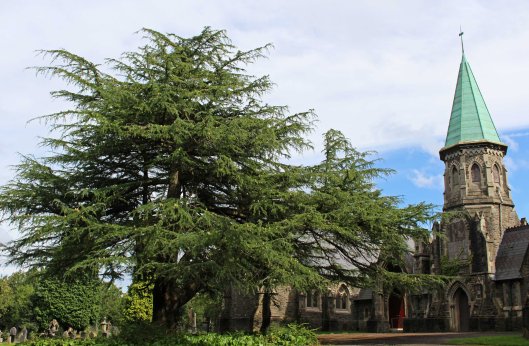 160102 cathays cemetery cedar (1)