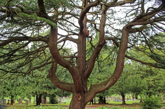 160102 cathays cemetery cedar (2)