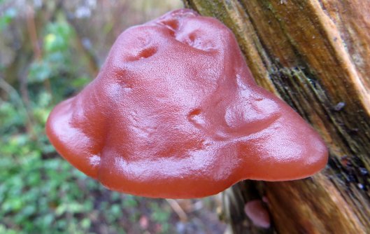 160107 jelly ear (2)