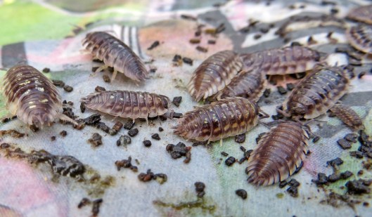 160110 woodlice (2)
