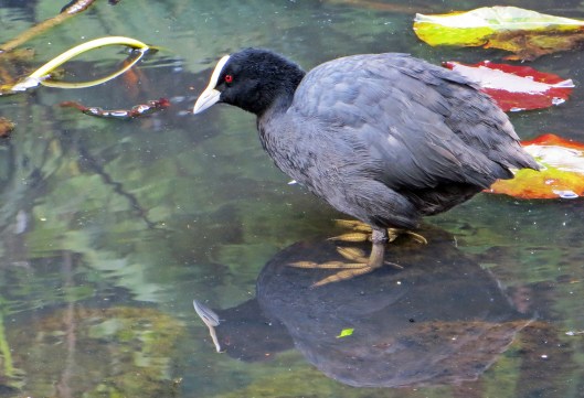 160112 coot (2)