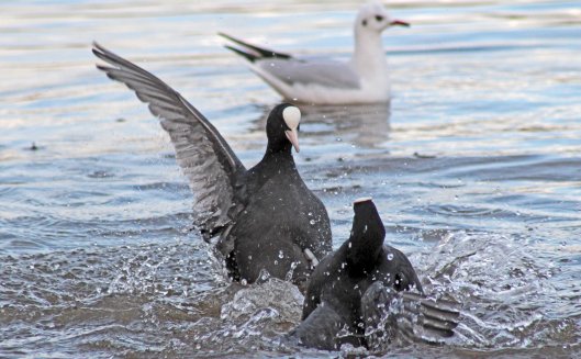 160113 coot warfare (1)