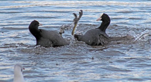 160113 coot warfare (2)