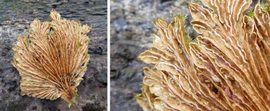 160114 Schizophyllum commune Split Gill (2)