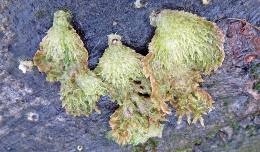 160114 Schizophyllum commune Split Gill (3)