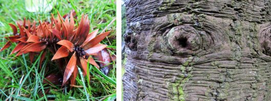 160116 monkeypuzzle (2)