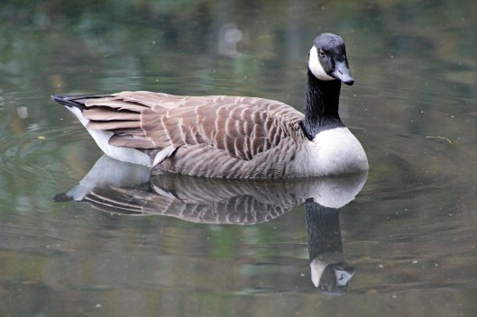 160118 canada goose (1)