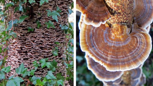 160119 Trametes versicolour Turkey Tail (1)