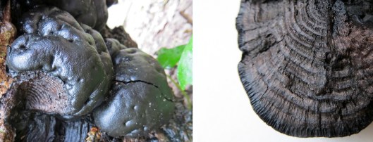 160127 king alfreds cakes (2)