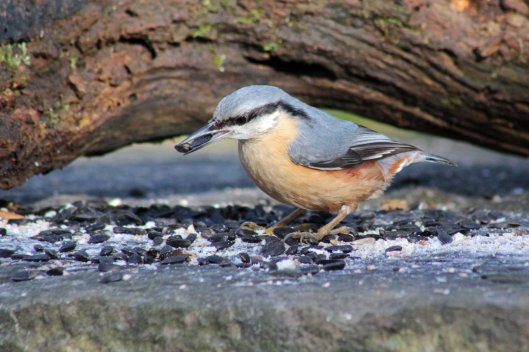 160131 1 nuthatch