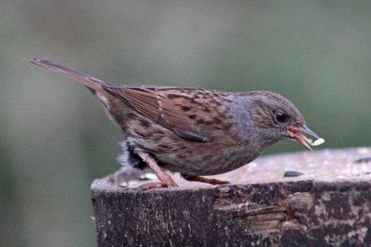 160131 2 dunnock