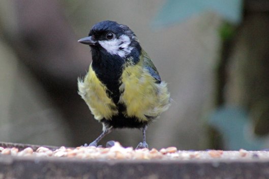 160131 5 great tit