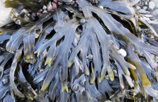 160202 bladderwrack (1)