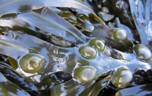160202 bladderwrack (2)