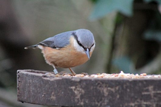 160203 nuthatch (2)