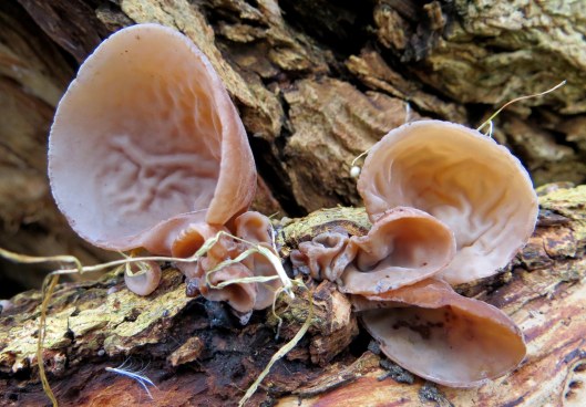 Auricularia auricula-judae Jelly Ear (1)