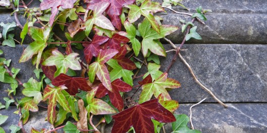 english ivy 1