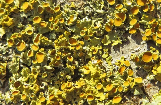 xanthoria parietina (1)