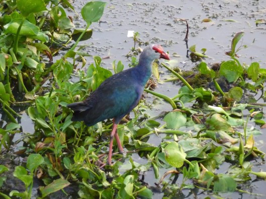 160205 Grey-headed swamphen