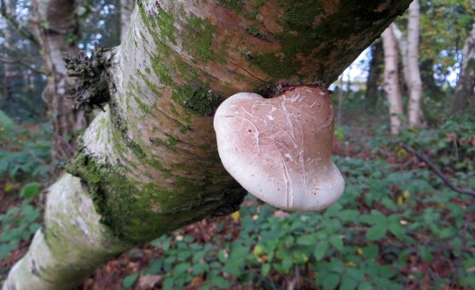 160206 birch polypore (1)