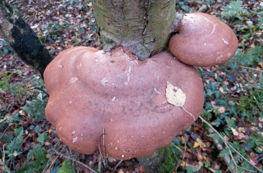 160206 birch polypore (2)