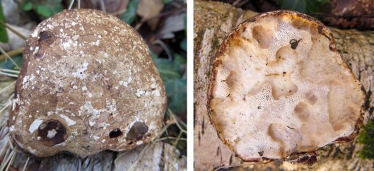 160206 birch polypore (3)
