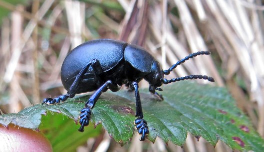 160207 bloody nosed beetle (6)