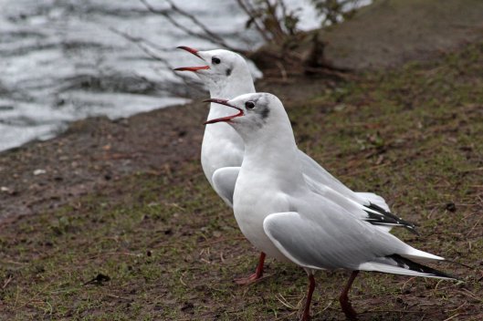 160208 black headed gull song (4)