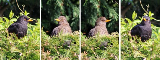 160211 blackbird (3)