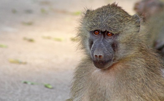 160212 tanzania baboons (3)