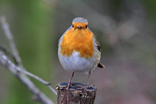 160215 robin conversation (2)