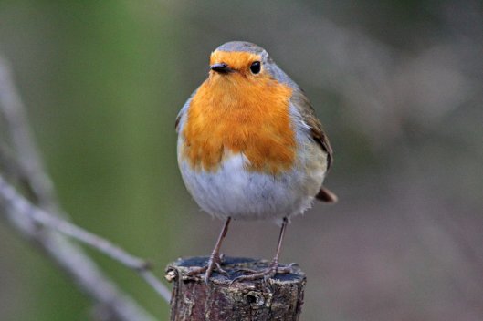 160215 robin conversation (3)