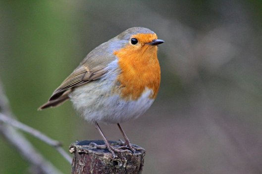 160215 robin conversation (4)