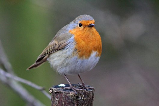 160215 robin conversation (5)